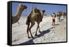 Salt Caravan in Djibouti, Going from Assal Lake to Ethiopian Mountains, Djibouti, Africa-Olivier Goujon-Framed Stretched Canvas