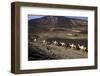 Salt Caravan in Djibouti, Going from Assal Lake to Ethiopian Mountains, Djibouti, Africa-Olivier Goujon-Framed Photographic Print