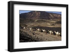 Salt Caravan in Djibouti, Going from Assal Lake to Ethiopian Mountains, Djibouti, Africa-Olivier Goujon-Framed Photographic Print