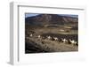 Salt Caravan in Djibouti, Going from Assal Lake to Ethiopian Mountains, Djibouti, Africa-Olivier Goujon-Framed Photographic Print