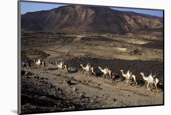 Salt Caravan in Djibouti, Going from Assal Lake to Ethiopian Mountains, Djibouti, Africa-Olivier Goujon-Mounted Photographic Print