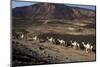 Salt Caravan in Djibouti, Going from Assal Lake to Ethiopian Mountains, Djibouti, Africa-Olivier Goujon-Mounted Photographic Print