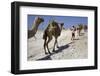 Salt Caravan in Djibouti, Going from Assal Lake to Ethiopian Mountains, Djibouti, Africa-Olivier Goujon-Framed Photographic Print