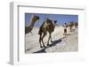 Salt Caravan in Djibouti, Going from Assal Lake to Ethiopian Mountains, Djibouti, Africa-Olivier Goujon-Framed Photographic Print