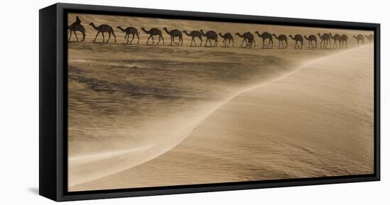 Salt caravan, Sahara Desert, Mali-Art Wolfe-Framed Stretched Canvas