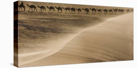 Salt caravan, Sahara Desert, Mali-Art Wolfe-Stretched Canvas