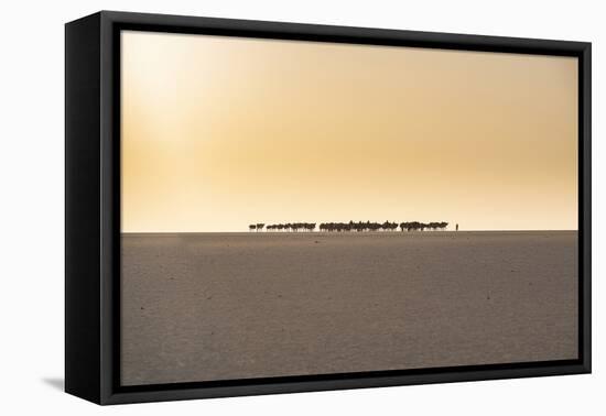 Salt caravan transporting salt through the desert, Oasis Fachi, Tenere desert, Niger-Michael Runkel-Framed Stretched Canvas