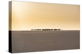 Salt caravan transporting salt through the desert, Oasis Fachi, Tenere desert, Niger-Michael Runkel-Stretched Canvas