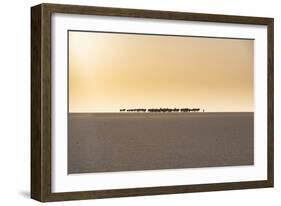 Salt caravan transporting salt through the desert, Oasis Fachi, Tenere desert, Niger-Michael Runkel-Framed Photographic Print