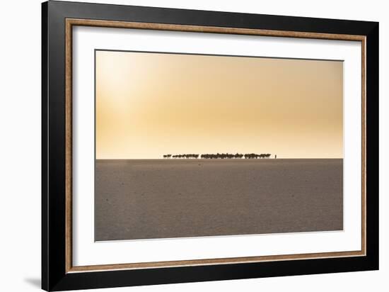 Salt caravan transporting salt through the desert, Oasis Fachi, Tenere desert, Niger-Michael Runkel-Framed Photographic Print