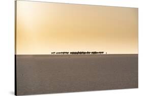 Salt caravan transporting salt through the desert, Oasis Fachi, Tenere desert, Niger-Michael Runkel-Stretched Canvas