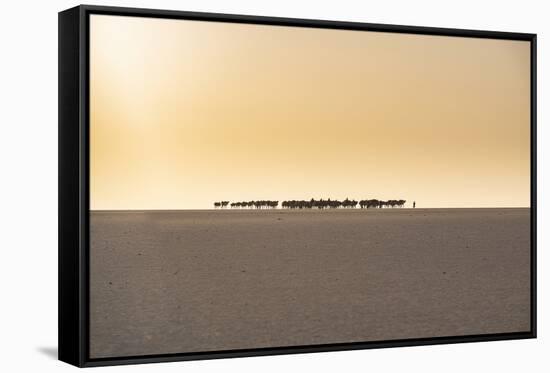 Salt caravan transporting salt through the desert, Oasis Fachi, Tenere desert, Niger-Michael Runkel-Framed Stretched Canvas