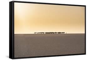 Salt caravan transporting salt through the desert, Oasis Fachi, Tenere desert, Niger-Michael Runkel-Framed Stretched Canvas