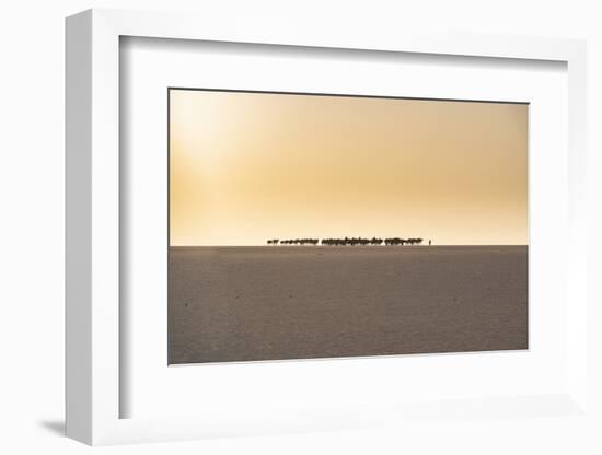 Salt caravan transporting salt through the desert, Oasis Fachi, Tenere desert, Niger-Michael Runkel-Framed Photographic Print