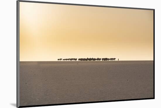 Salt caravan transporting salt through the desert, Oasis Fachi, Tenere desert, Niger-Michael Runkel-Mounted Photographic Print