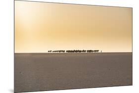 Salt caravan transporting salt through the desert, Oasis Fachi, Tenere desert, Niger-Michael Runkel-Mounted Photographic Print