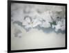 Salt Crystals-Nicole Katano-Framed Photo