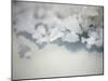 Salt Crystals-Nicole Katano-Mounted Photo