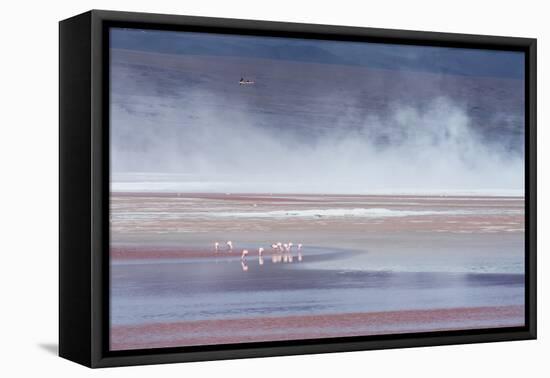 Salt Dust Shrouds James' Flamingos Foraging in Laguna Colorada-Alex Saberi-Framed Stretched Canvas