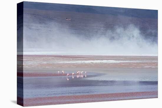 Salt Dust Shrouds James' Flamingos Foraging in Laguna Colorada-Alex Saberi-Stretched Canvas