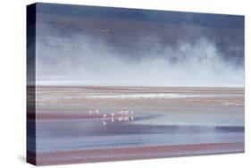 Salt Dust Shrouds James' Flamingos Foraging in Laguna Colorada-Alex Saberi-Stretched Canvas