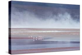Salt Dust Shrouds James' Flamingos Foraging in Laguna Colorada-Alex Saberi-Stretched Canvas