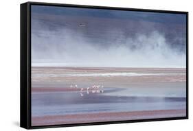 Salt Dust Shrouds James' Flamingos Foraging in Laguna Colorada-Alex Saberi-Framed Stretched Canvas