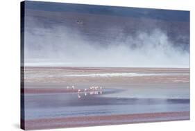 Salt Dust Shrouds James' Flamingos Foraging in Laguna Colorada-Alex Saberi-Stretched Canvas