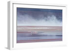 Salt Dust Shrouds James' Flamingos Foraging in Laguna Colorada-Alex Saberi-Framed Photographic Print