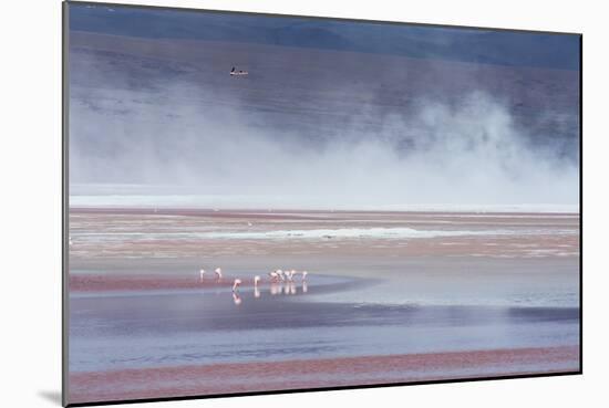 Salt Dust Shrouds James' Flamingos Foraging in Laguna Colorada-Alex Saberi-Mounted Photographic Print