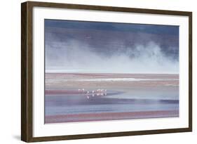 Salt Dust Shrouds James' Flamingos Foraging in Laguna Colorada-Alex Saberi-Framed Photographic Print