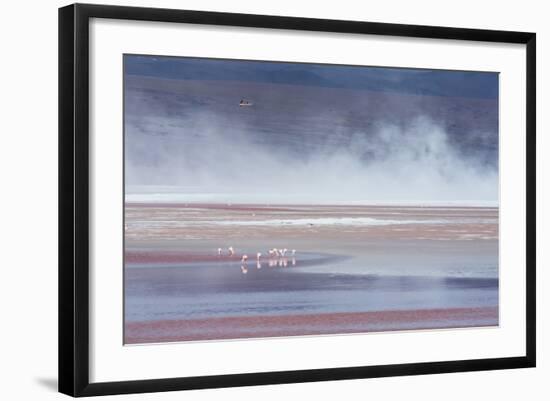 Salt Dust Shrouds James' Flamingos Foraging in Laguna Colorada-Alex Saberi-Framed Photographic Print