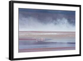 Salt Dust Shrouds James' Flamingos Foraging in Laguna Colorada-Alex Saberi-Framed Photographic Print