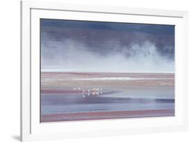 Salt Dust Shrouds James' Flamingos Foraging in Laguna Colorada-Alex Saberi-Framed Photographic Print