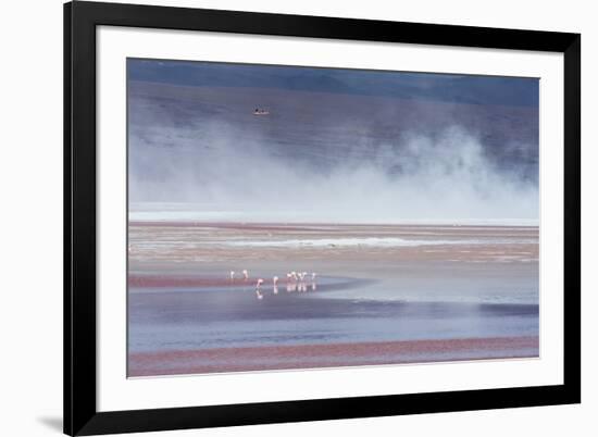 Salt Dust Shrouds James' Flamingos Foraging in Laguna Colorada-Alex Saberi-Framed Photographic Print