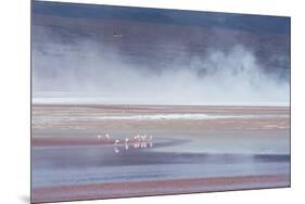 Salt Dust Shrouds James' Flamingos Foraging in Laguna Colorada-Alex Saberi-Mounted Photographic Print