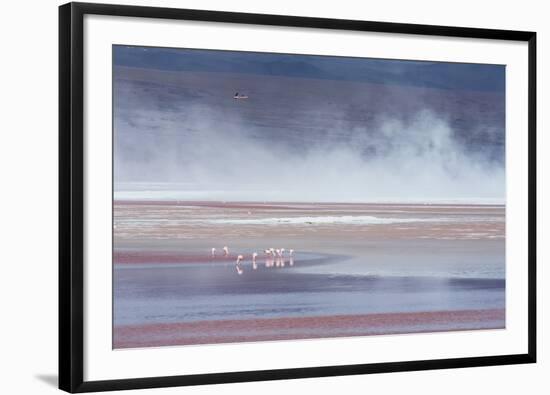 Salt Dust Shrouds James' Flamingos Foraging in Laguna Colorada-Alex Saberi-Framed Photographic Print