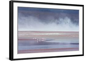 Salt Dust Shrouds James' Flamingos Foraging in Laguna Colorada-Alex Saberi-Framed Photographic Print