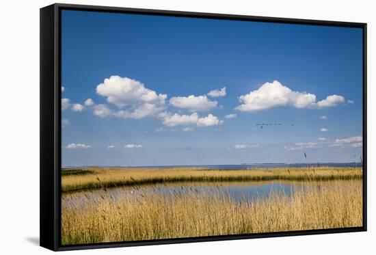 Salt Marsh, Amrum Island, Northern Frisia, Schleswig-Holstein, Germany-Sabine Lubenow-Framed Stretched Canvas