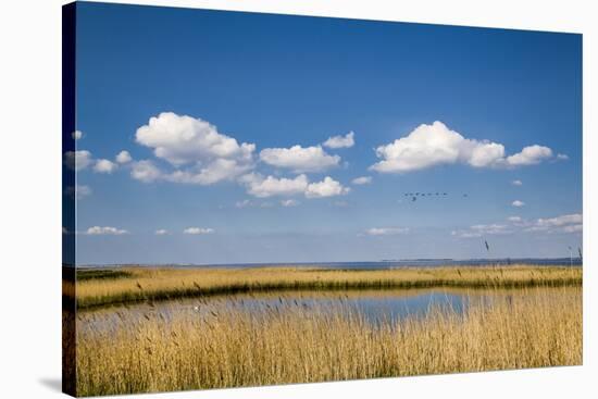 Salt Marsh, Amrum Island, Northern Frisia, Schleswig-Holstein, Germany-Sabine Lubenow-Stretched Canvas