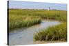 Salt marsh cord grass, Cape Cod, Long Point Lighthouse in the background, Massachusetts-Phil Savoie-Stretched Canvas
