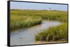 Salt marsh cord grass, Cape Cod, Long Point Lighthouse in the background, Massachusetts-Phil Savoie-Framed Stretched Canvas