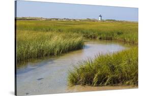 Salt marsh cord grass, Cape Cod, Long Point Lighthouse in the background, Massachusetts-Phil Savoie-Stretched Canvas