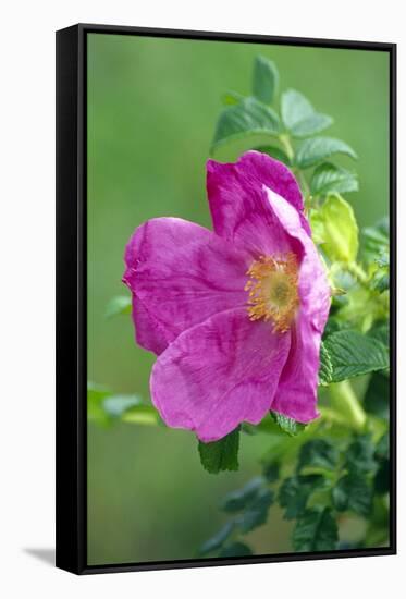 Salt Spray Rose Flower (Rosa Rugosa)-Dr^ Nick-Framed Stretched Canvas