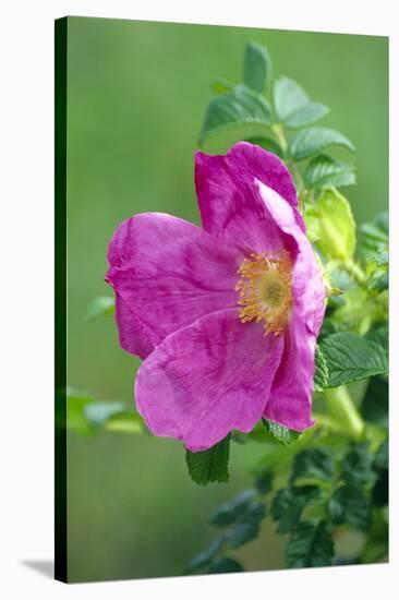 Salt Spray Rose Flower (Rosa Rugosa)-Dr^ Nick-Stretched Canvas