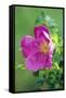 Salt Spray Rose Flower (Rosa Rugosa)-Dr^ Nick-Framed Stretched Canvas