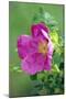 Salt Spray Rose Flower (Rosa Rugosa)-Dr^ Nick-Mounted Photographic Print