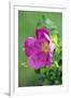 Salt Spray Rose Flower (Rosa Rugosa)-Dr^ Nick-Framed Photographic Print