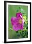 Salt Spray Rose Flower (Rosa Rugosa)-Dr^ Nick-Framed Photographic Print