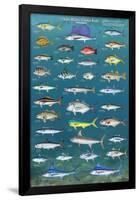 Salt Water Game Fish-null-Framed Poster